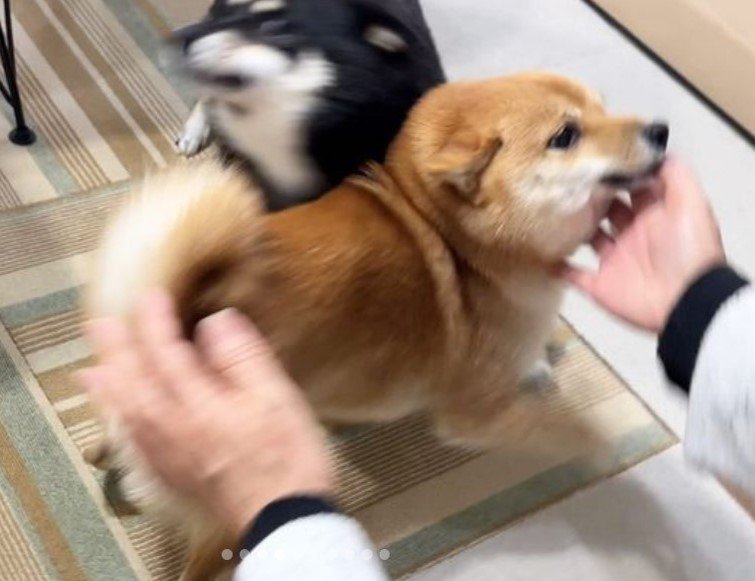 提供：豆柴あさのんさん