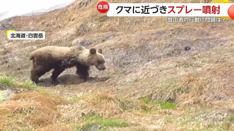登山道の近くを歩き回る、1頭のクマ