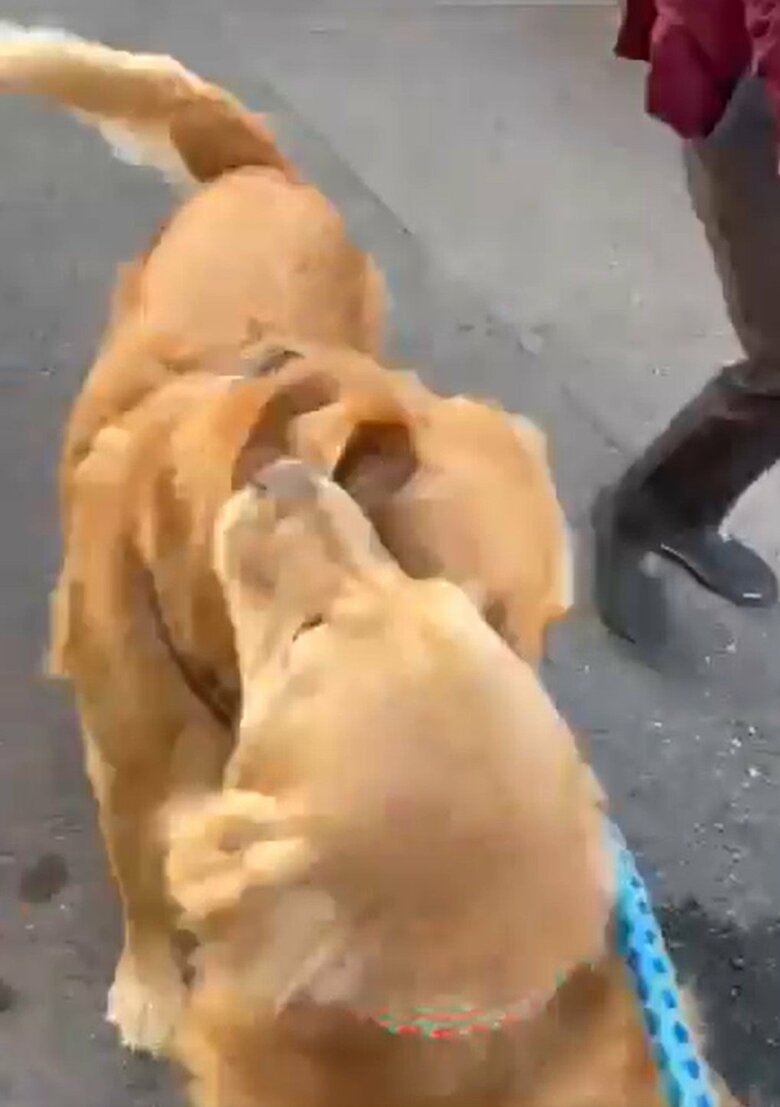 玄関ドアが開いて触れ合う、セナくんとラックスくん（その4）