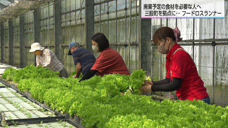 廃棄予定の野菜を収穫するボランティアたち