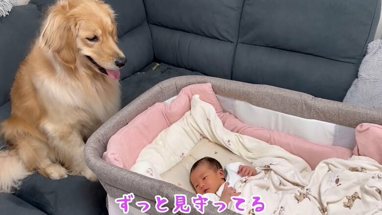 提供：豆柴うに&ゴールデンレトリバーおからさん