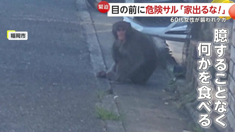 人の気配に気がつきながらも余裕のサル（FNN投稿サイト「ビデオPost」）