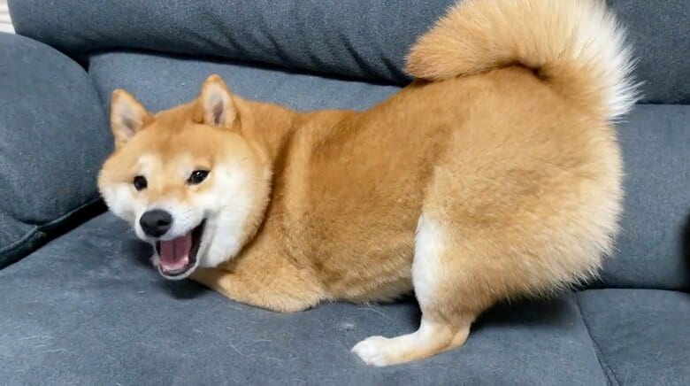 提供：うにandおからさん