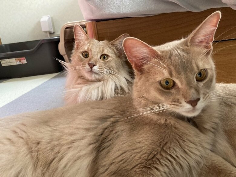 奥：凪くん　手前：颯くん