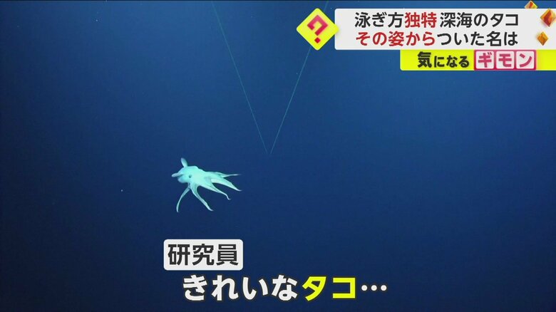 ハワイの深海で撮影された白いタコの姿