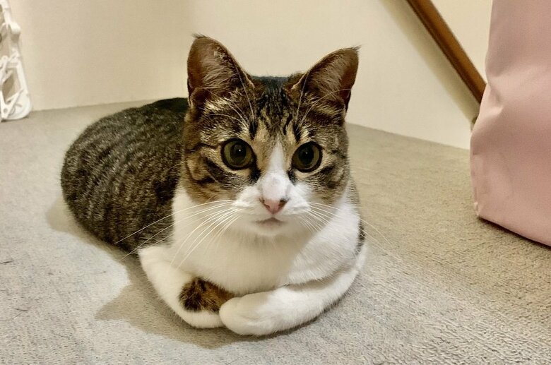 おしい…あと少しで香箱座りにできた