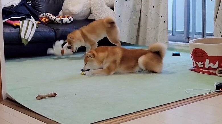 わらびちゃんのぬいぐるみを振り回す勢いがすごい