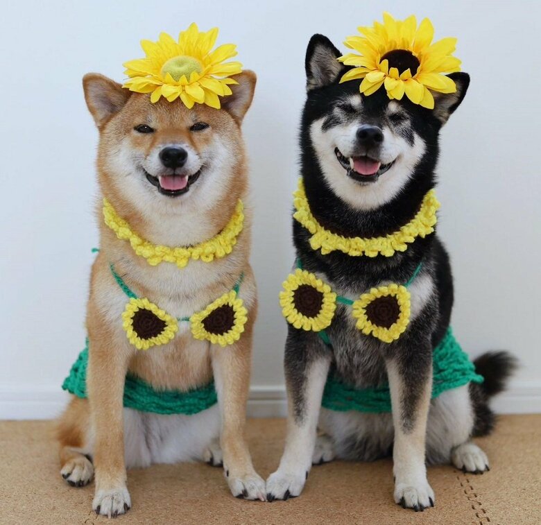 ひまわり衣装で夏を満喫　