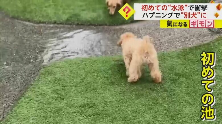 1歳の誕生日に初めて池を見るむったくん