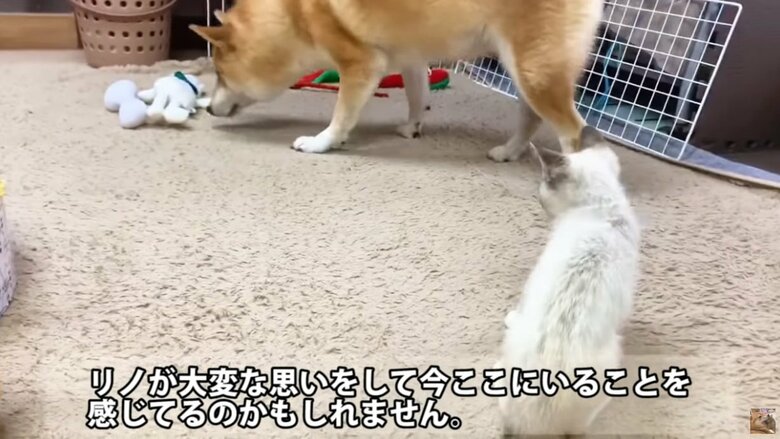 猫のリノちゃんとの初対面の様子。無理に近づかず、やさしく距離をとってあげるリコちゃん