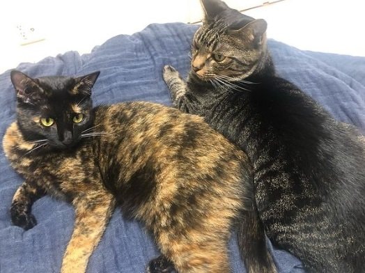 こちらは「クララ」ちゃんと「ゆめ」ちゃん