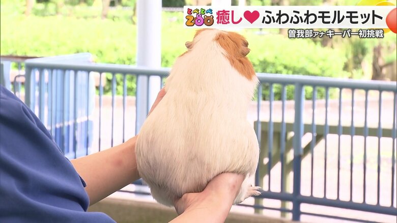 ずんぐりむっくりな後ろ姿