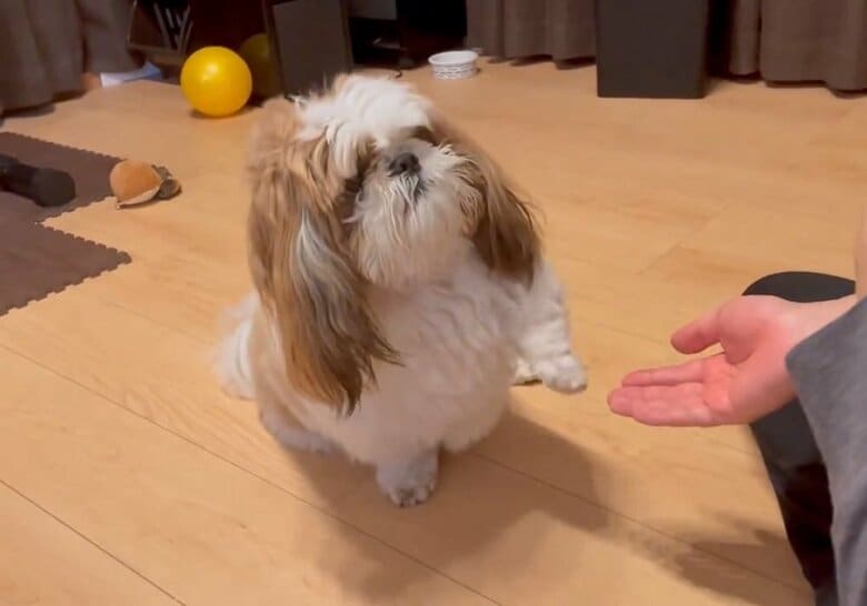 「これで合っている？」おそるおそる、ゆっくり左前脚を伸ばし…