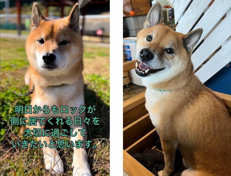 飼い主さんは深い愛情を注いでいた