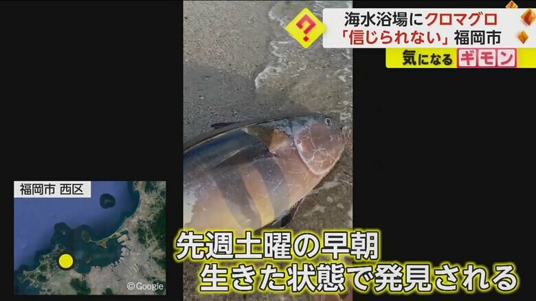 （視聴者撮影）