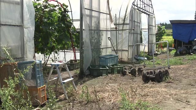 早朝　キュウリの収穫に向かいカモシカに遭遇