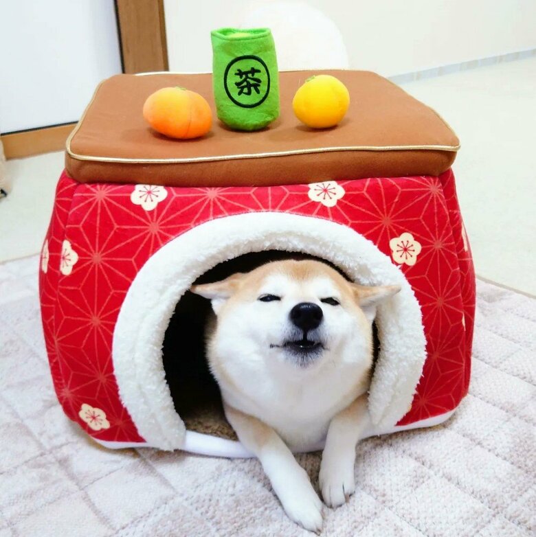 提供：柴犬チャーミーさん