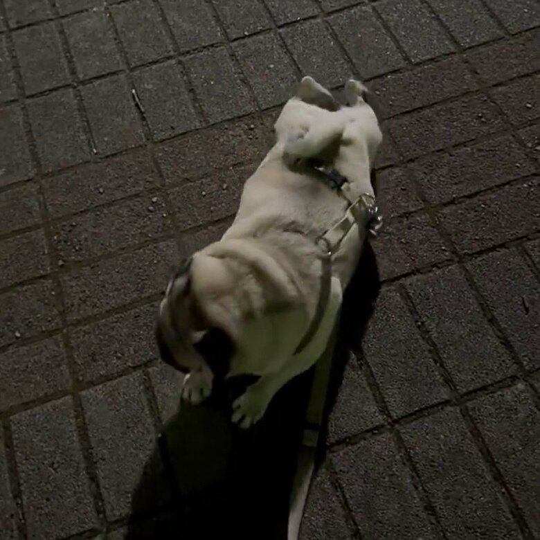 よこむすびさんの足元でもこの様子