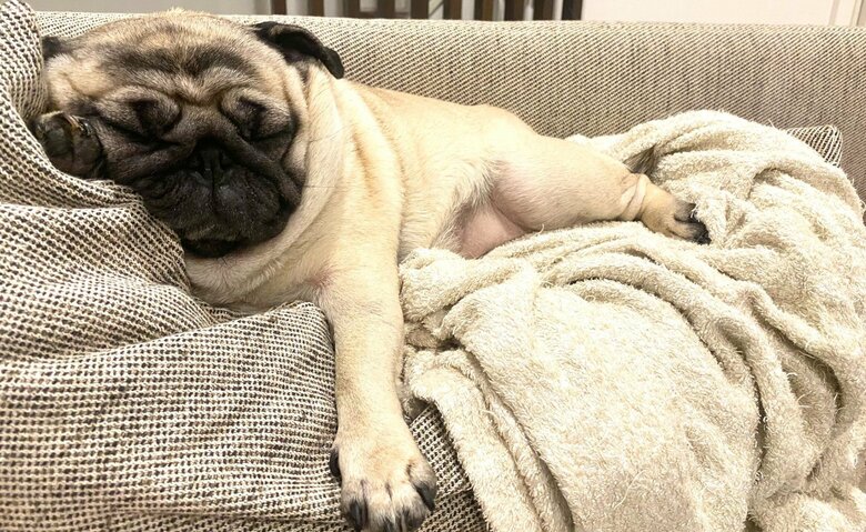 ソファの上でぐっすりな様子