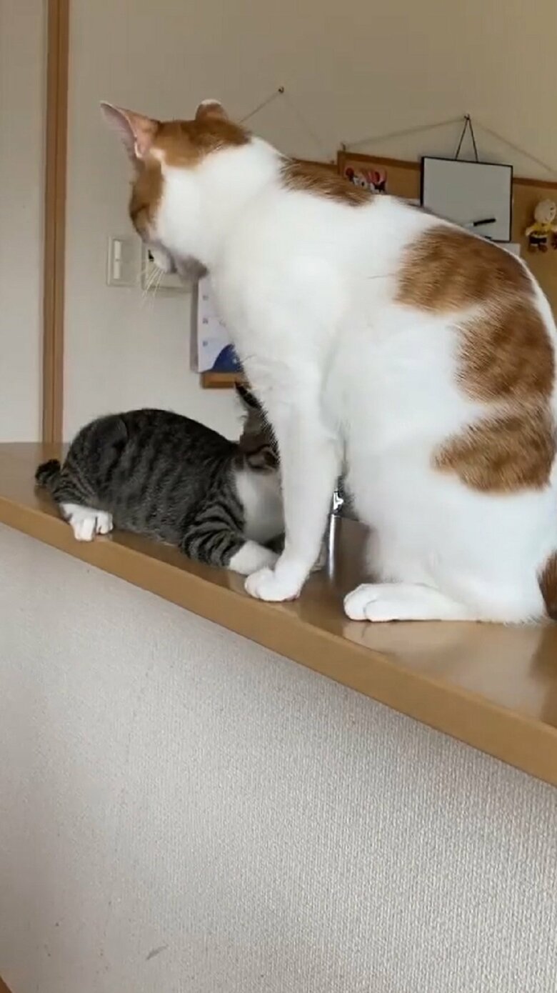 プロレスごっこ終了