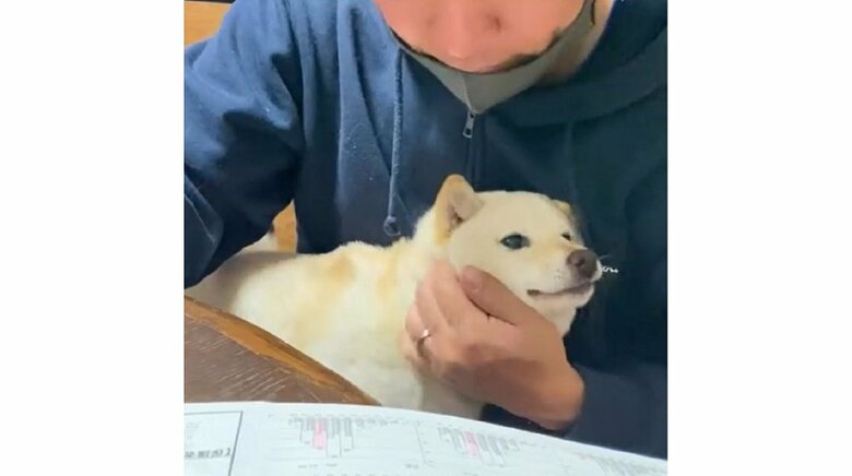 旦那さんのヒザ上で甘えるモチ代ちゃん