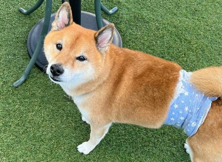 穏やかなワンちゃん