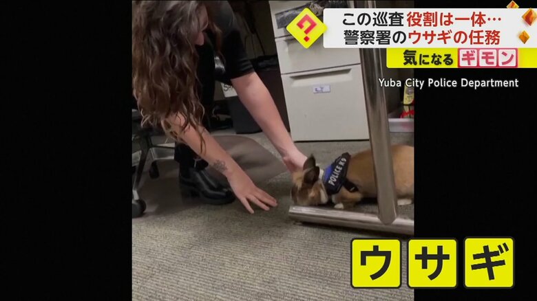 女性になでられるウサギ