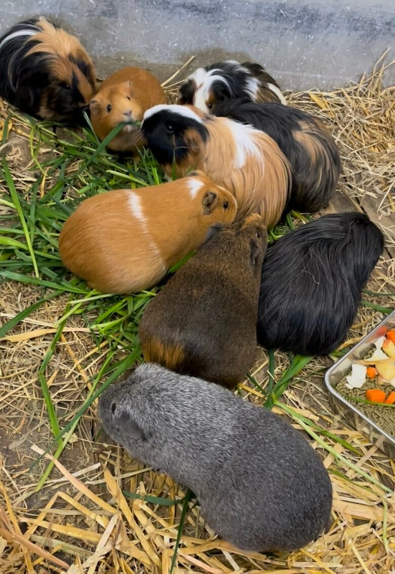 全34匹のモルモットが飼育されている（提供：おびひろ動物園）