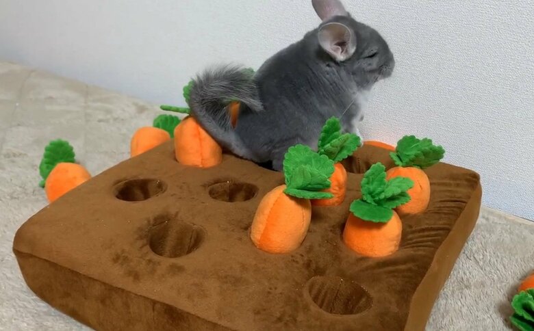 提供：金太郎の日常さん