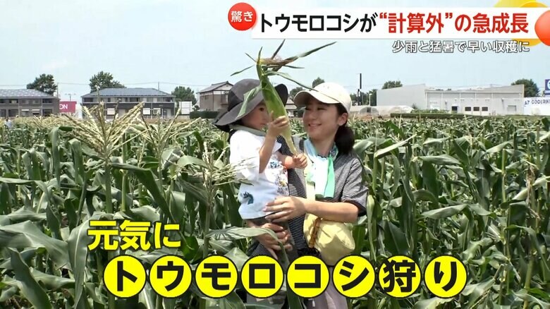 大きなトウモロコシを手にする子供