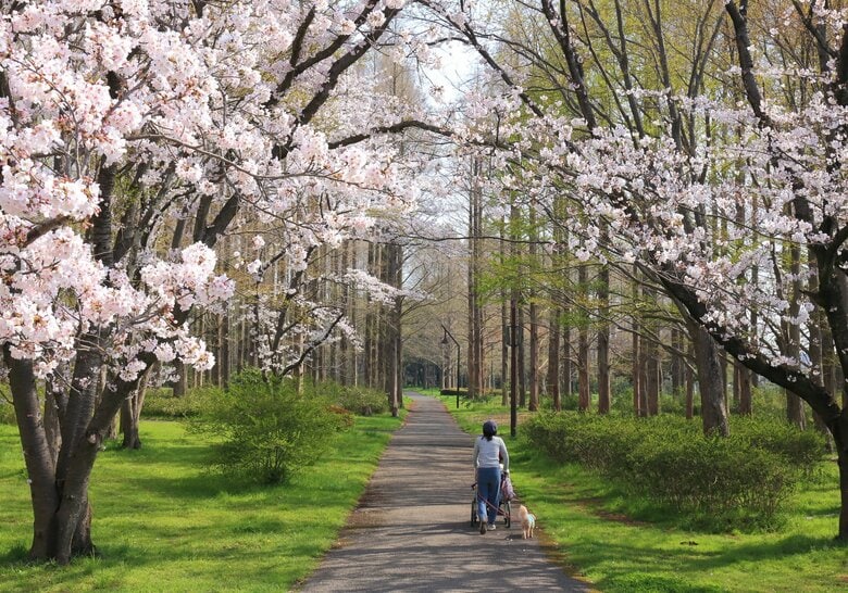 水元公園の桜
