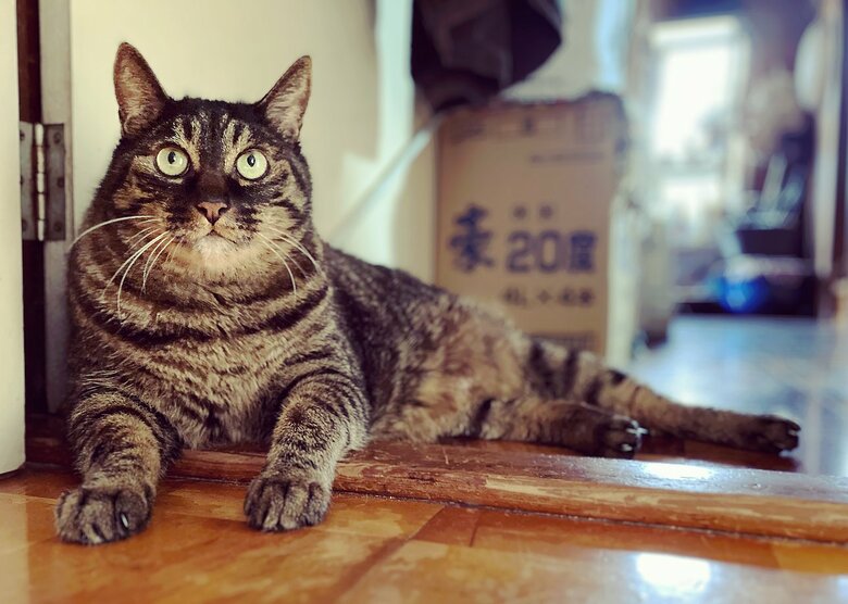 ヒジキくん（提供：サユヤスさん）