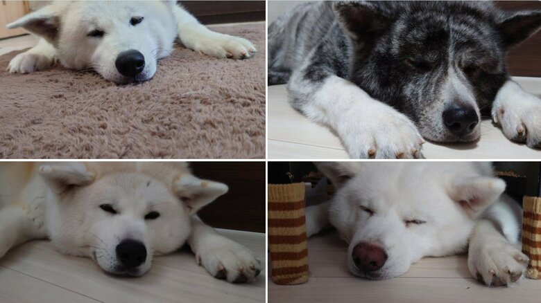 まったりするワンちゃんたち