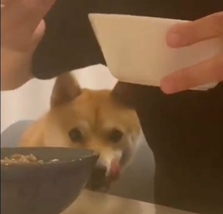 食事の後ろで舌なめずりする、まめ助くん