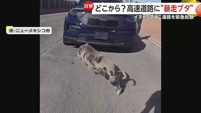 ブタを全速力で追いかける警察官