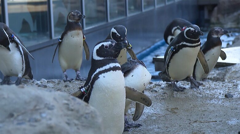 "マゼランペンギン飼育数”日本一の水族館　120羽と飼育員が大奮闘　お客にも「推しペン」が【新潟発】
