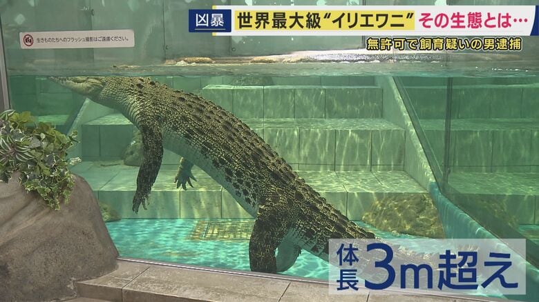 イリエワニ