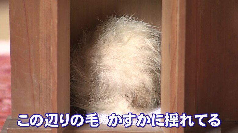 龍渓院にある狐の玉