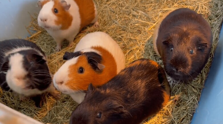 モルモットの仲間たち