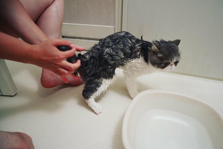 普段はふわふわだが、お風呂に入ると…