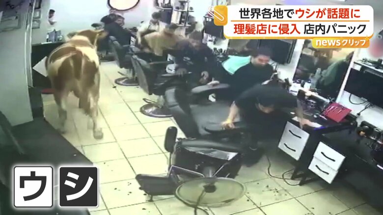 逃げ惑う人々と堂々と店内を進むウシ（IHA）