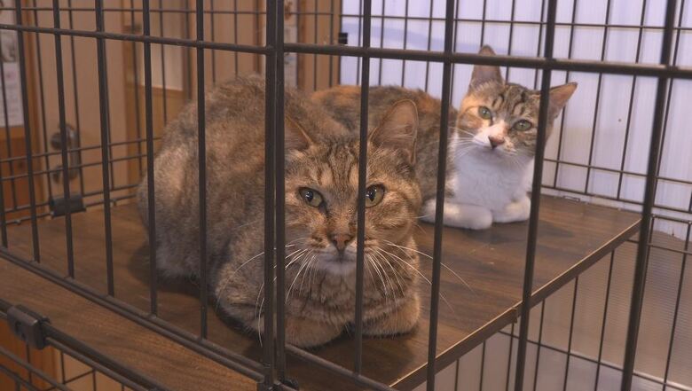 保護されたネコ　長野市動物愛護センター