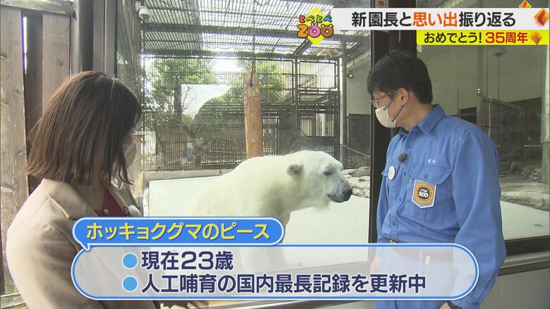 ピースは人工保育の国内最長記録を更新中