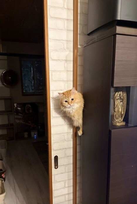 神出鬼没に生えてくるエマちゃん（提供：ネコランドさん）