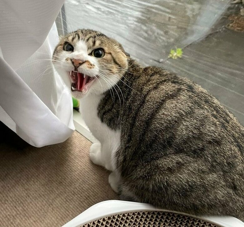 病院に行くのがバレた時の様子　耳がペタンとしてうずくまる