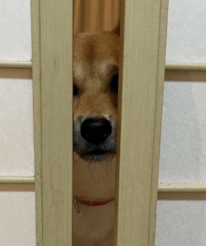 障子が開いていたら隙間からのぞく