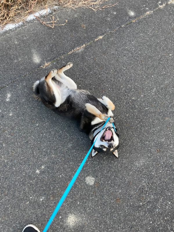 提供：柴犬むさしとこじろうさん