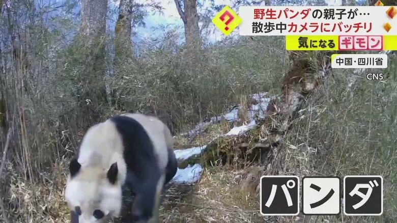 パンダの親子の散歩の様子