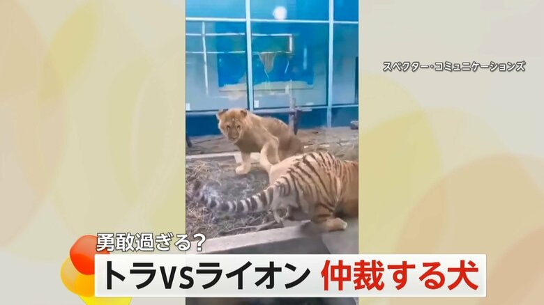 けんかを仲裁するため、トラが暴れないように引っ張る犬