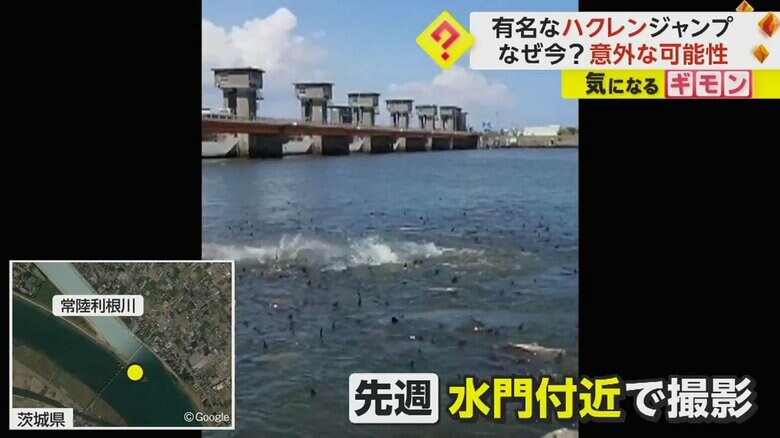常陸利根川の水門近くで撮影されたハクレンが集団ジャンプする様子